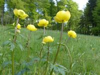 Trollblumen im Vogelsberg