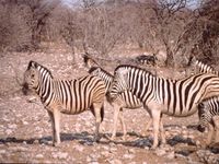 Zebras Etoscha